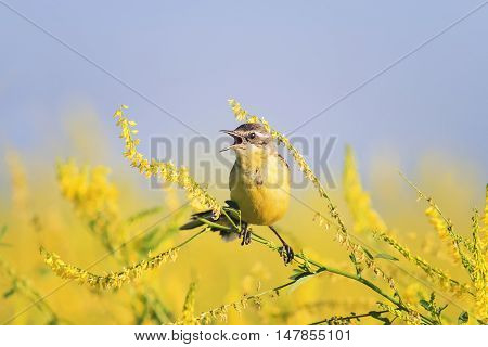 bird the yellow Wagtail sings the song on the bright summer meadow