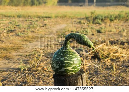 Strange watermelon or pumpkin harvest at autumn