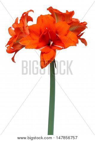 Hippeastrum double flowering Red Peakock isolated on the white background