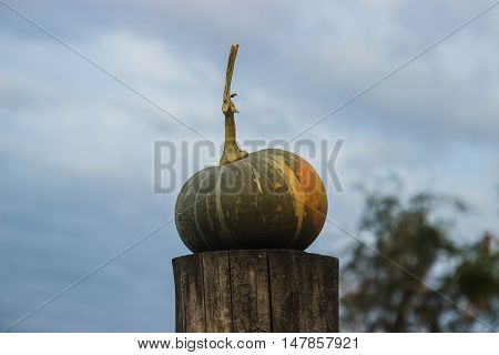 Strange watermelon or pumpkin harvest at autumn