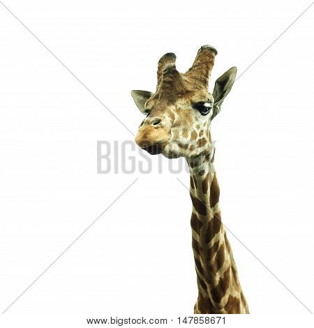 giraffe looking into the camera on a white background