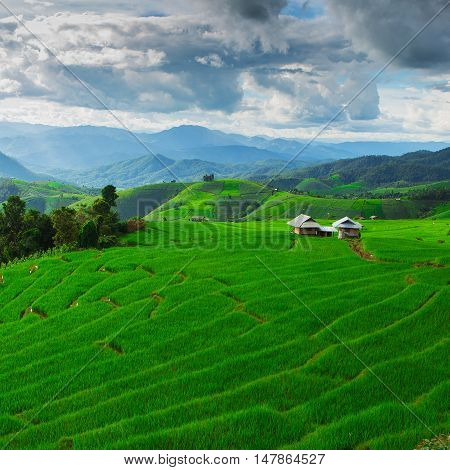 Ban Papongpieng Rice Terraces Chiang Mai North of Thailand