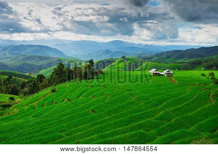 Ban Papongpieng Rice Terraces Chiang Mai North of Thailand