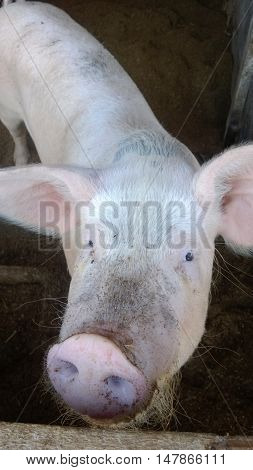 Picture of a pig at farm in Finland