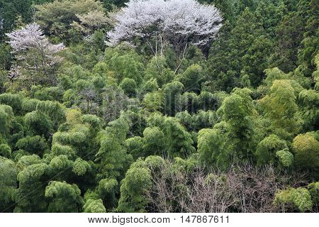 Japan Bamboo Forest