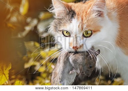 beautiful ginger cat caught a big grey rat
