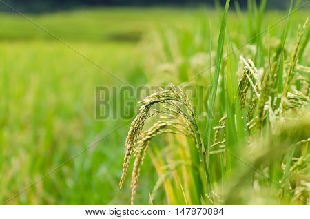 Terraced rice field in rice season in Vietnam