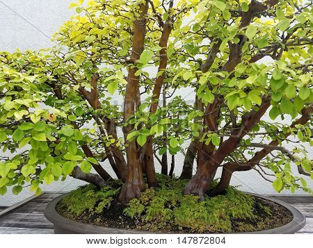 Detailed Bonsai and Penjing landscape with miniature forest of deciduous quince trees in a tray