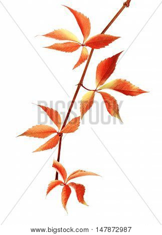 Autumn Red Branch Of Grapes Leaves