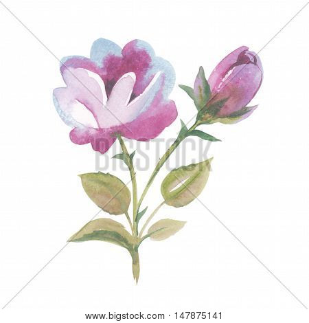 Wildflower rose flower in a watercolor style isolated. Full name of the herb: rose, Hulthemia, Hesperrhodos, Rosa. Aquarelle flower could be used for background, texture, pattern, frame or border.
