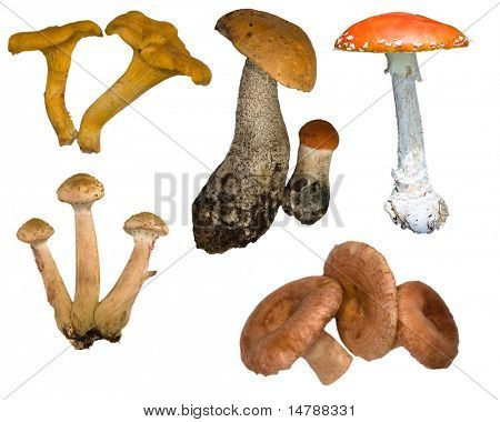 흰 배경에 고립 된 버섯 모음