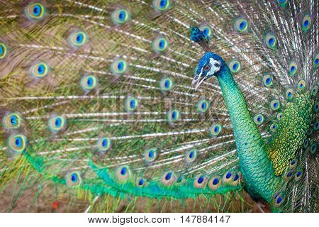 Peacock spread tail-feathers bird animal color detail
