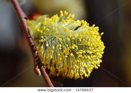Fisse-willow