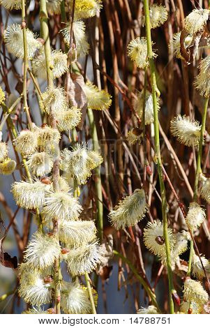 Fisse-willow