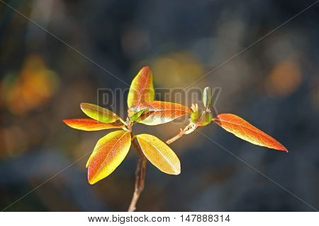 Narrow oblong colored autumn leaves on blurred background
