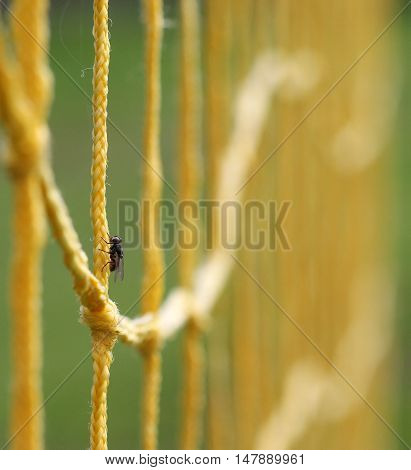 picture of a Fly on a Yellow Soccer Football Goal .