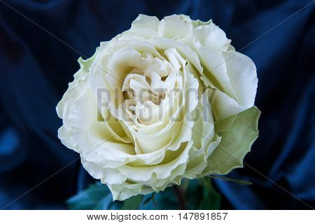 One white rose on blue velvet background