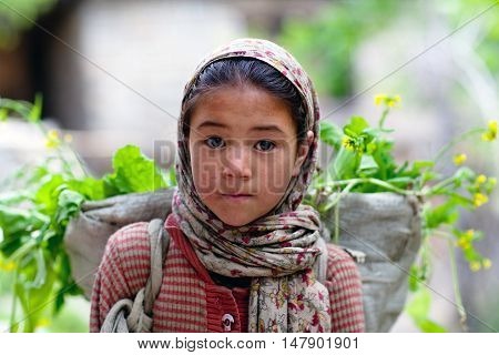 TURTUK, INDIA - JUNE 13, 2012: Balti girl working in fields in Turtuk Village, Ladakh, India. Turtuk village opened to foreign tourists in 2010.