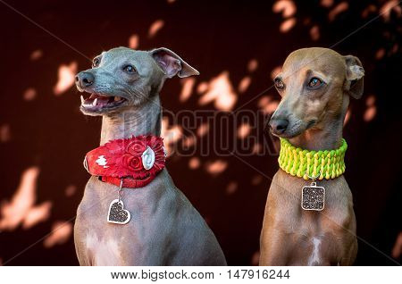 The portrait of a dog of breed the Italian Greyhound of brown color who lies and watches forward on a neck a medal with osheynok