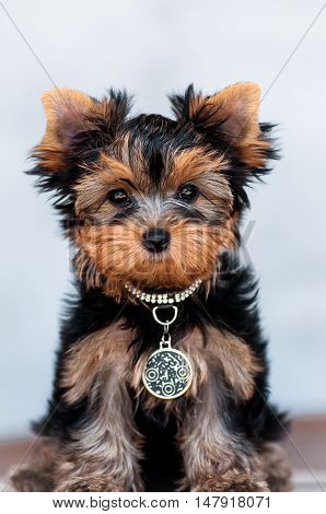 yorkshire terrier puppy the age of 3 month on a light background
