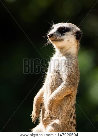 Meerkat, aka suricate, as a guard on alert. Small african carnivore.