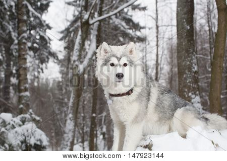 Fluffy dog in winter forest. husky. age 1