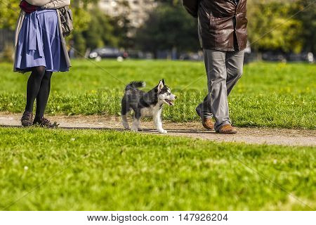 puppy husky walking along the road at the feet of the master