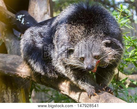 Bearcat Of Binturong