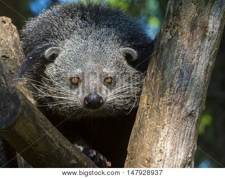 Bearcat Of Binturong
