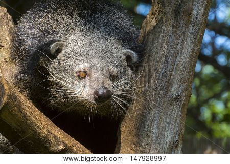 Bearcat Of Binturong