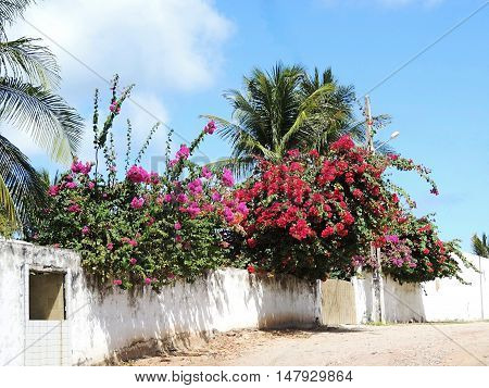 Bougainvillea blossoms alongside external wall of a house in Maceio, Alagoas, Brazil