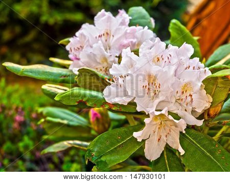 Flowers Of Rhododendron