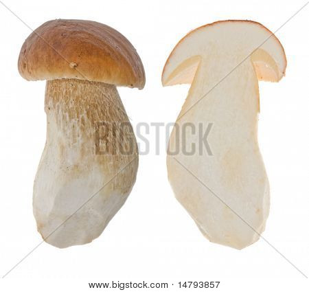 mushroom sectie één cep geïsoleerd op witte achtergrond