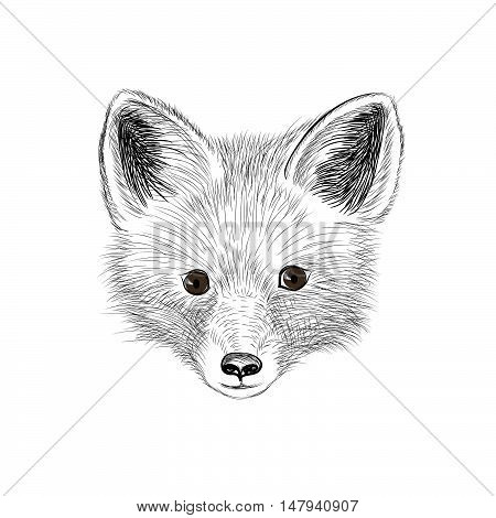 Fox. Wild animal fox head. Fox face looking at camera. Animal  fox head sketch isolated
