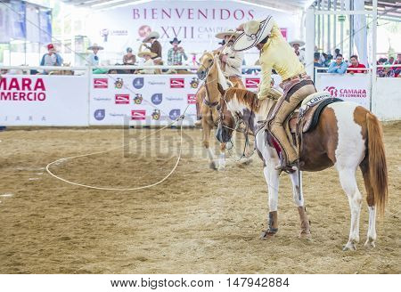 GUADALAJARA MEXICO - SEP 01 : Charras participate at the 23rd International Mariachi & Charros festival in Guadalajara Mexico on September 01 2016.