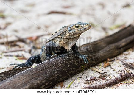 Large Lizard In Costa Rica