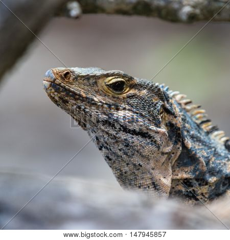 Large Lizard In Costa Rica