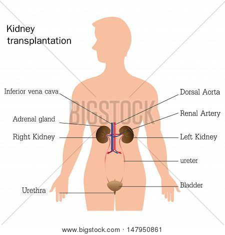 Structure and function of urinary system Urinary system anatomy isolated on white background Human urinary anatomy education vector illustration.