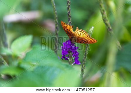Orange Butterfly On Porter Weed