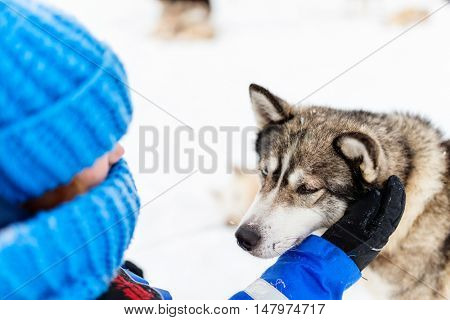 Adorable little girl having a cuddle with husky sled dog in Lapland Finland