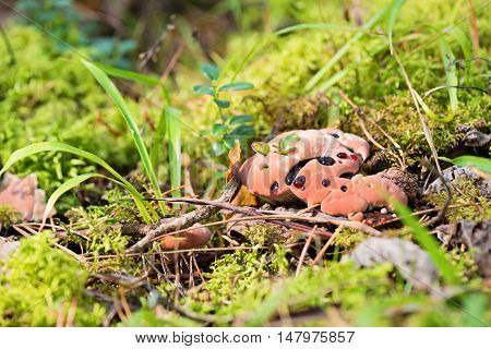 Bleeding mushroom Hydnellum peckii - mushroom in mossy forest
