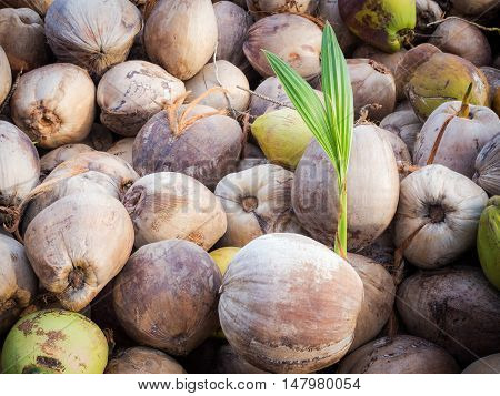 Coconut Plants Are Well Known For Their Great Versatility As Seen In The Many Domestic, Commercial,