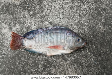 Tilapia And Nile Tilapia On Concrete Floor, Raw Fresh Freshwater Fish On Concrete Floor