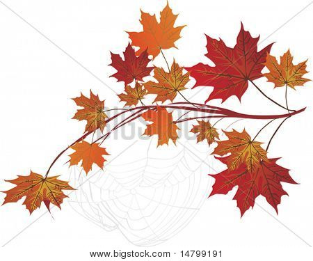 illustrazione con acero ramo e spider web