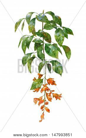 watercolor painting of leaves and flower on white background