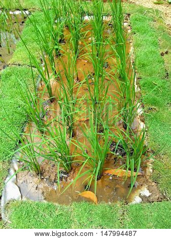 Field of rice demonstration for background or Illustrate