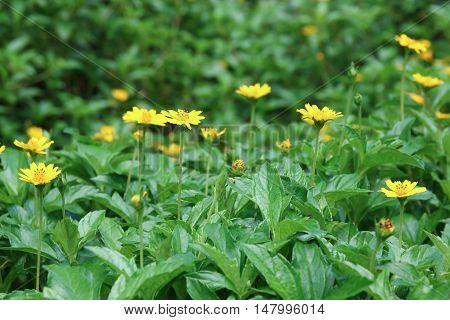 Closeup Yellow Singapore daisy flower with green leaf
