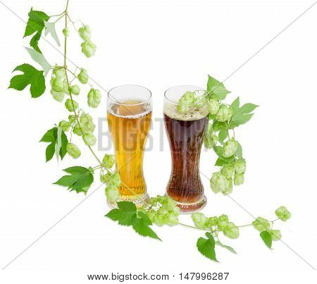 Two beer glasses with lager and dark beer and hanging branches of hops with leaves and strobiles on a light background