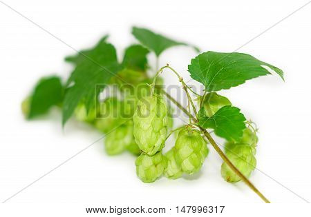 Strobiles of hops on the branch with leaves on a light background closeup