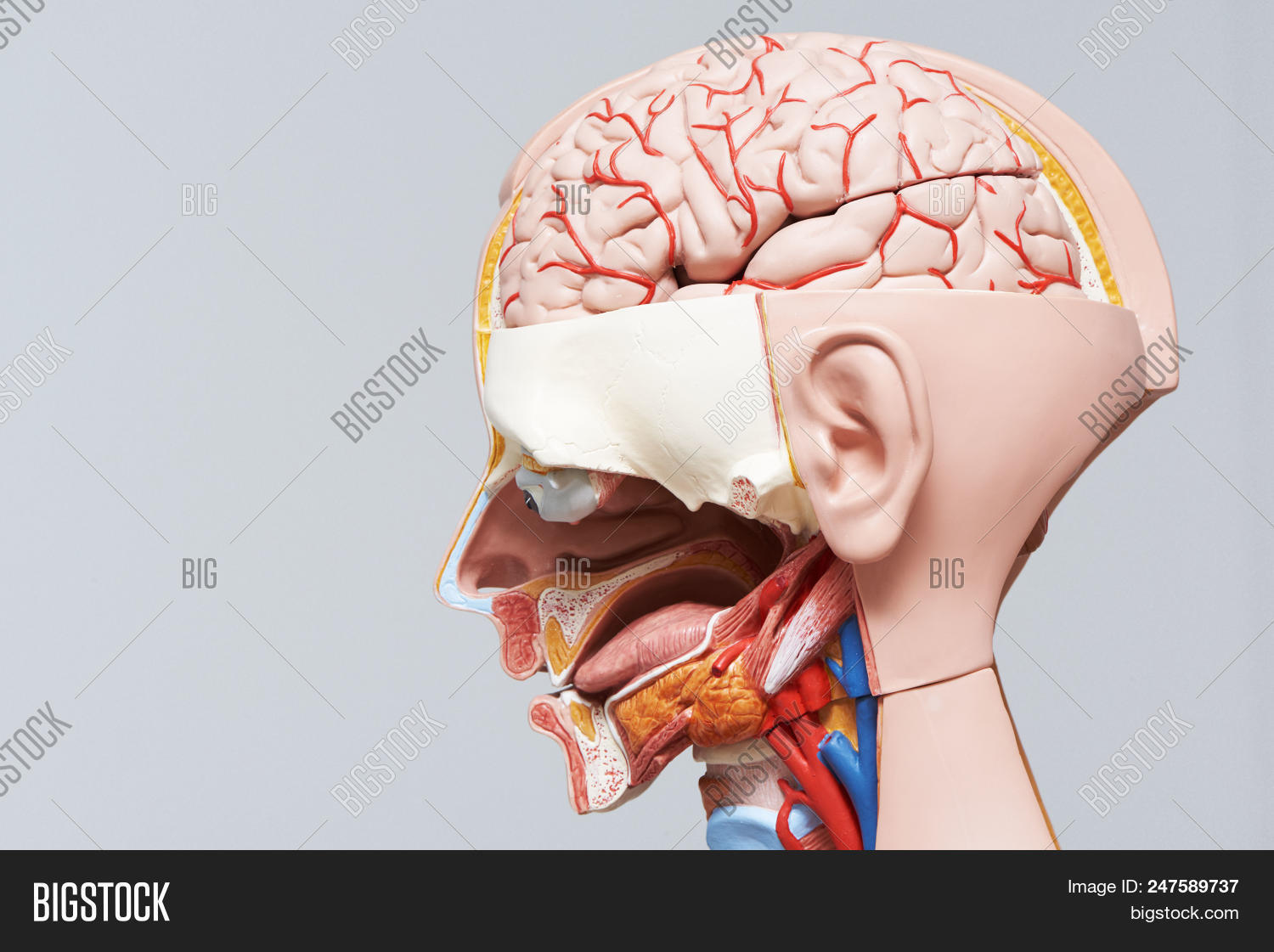 Side View Human Head Image \u0026 Photo (Free Trial) | Bigstock, image size:1500x1121